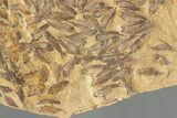 Fossil Fish (Gosiutichthys) Mortality Plate - Wyoming #227753-4